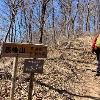急登を選びました（笑）