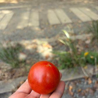 次男のトマト🍅
美味しかった！