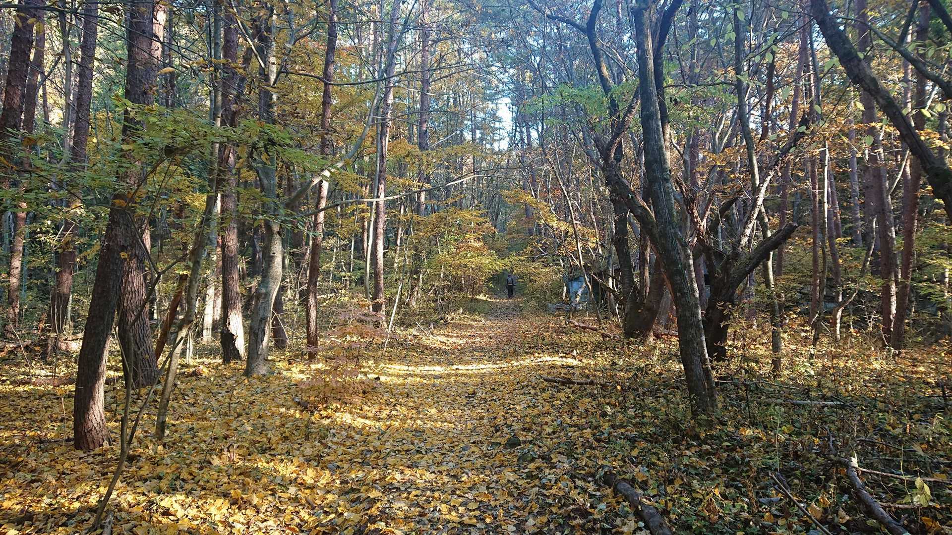 茅ヶ岳・金ヶ岳 | 日本百名山の著者・深田久弥終焉の山に連なる甲斐の展望峰の写真