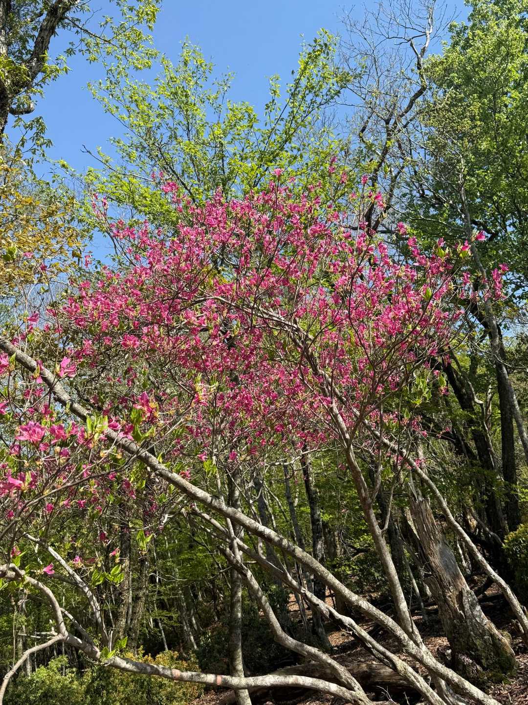 ミツバツツジまだ残ってます。
終わりかけ🌺