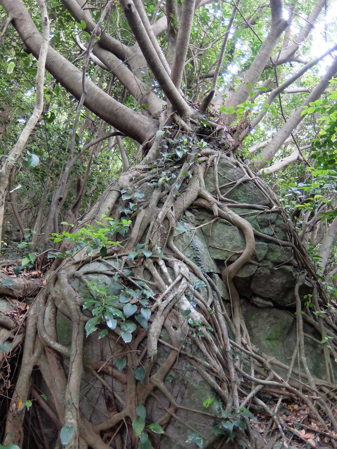 すごい木です