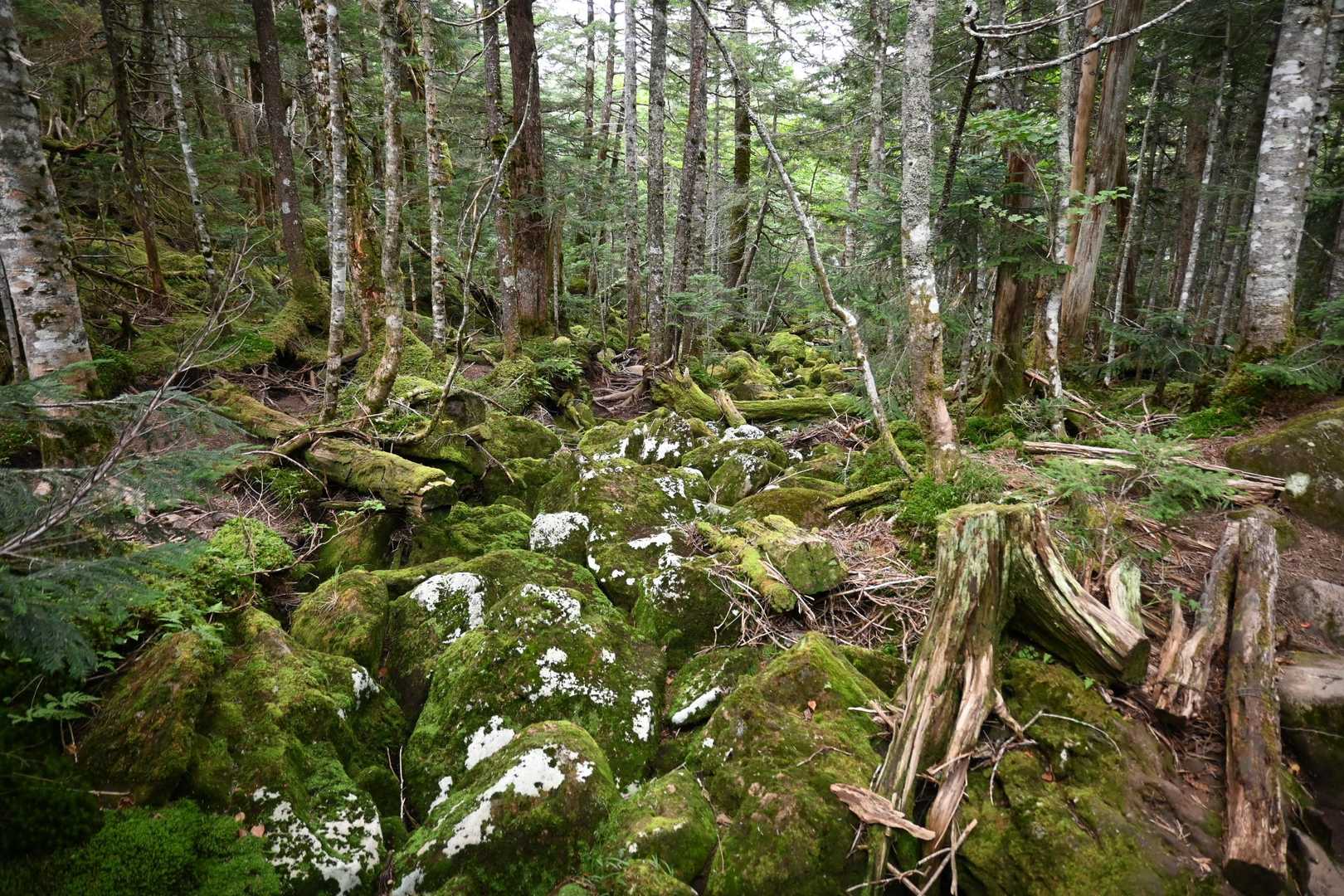 渋の湯バス停-渋ノ湯登山口-中山峠-東天狗岳-中山 周回コースの写真