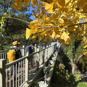 行きと違い日が登り黄色も鮮やか