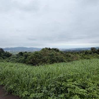 相模湾がみえる。