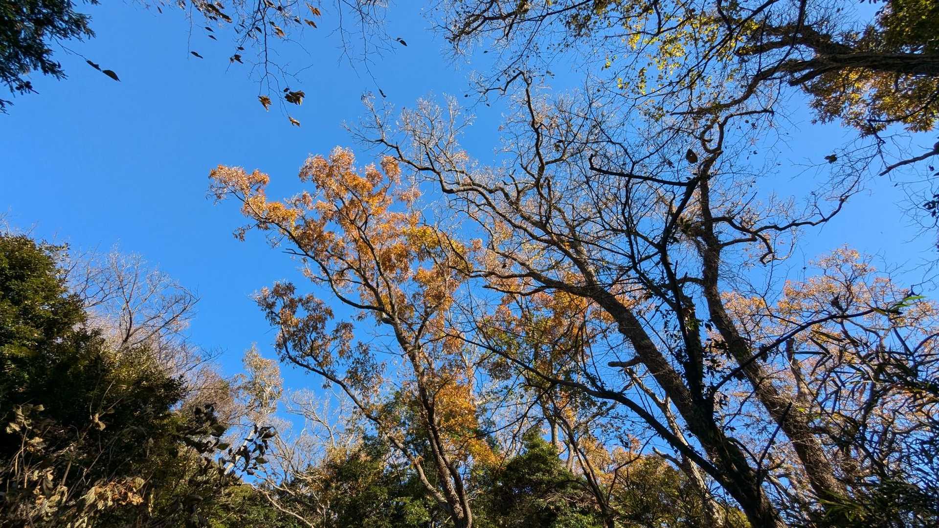 あまり眺望はありませんが紅葉したモミジがあります🍂