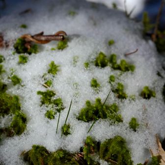 コケも頑張って生きてる