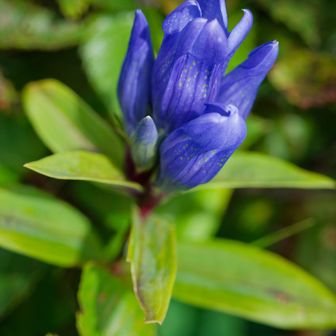 今回、お花成分は控えめでしたが…
山頂ではエゾオヤマリンドウや…