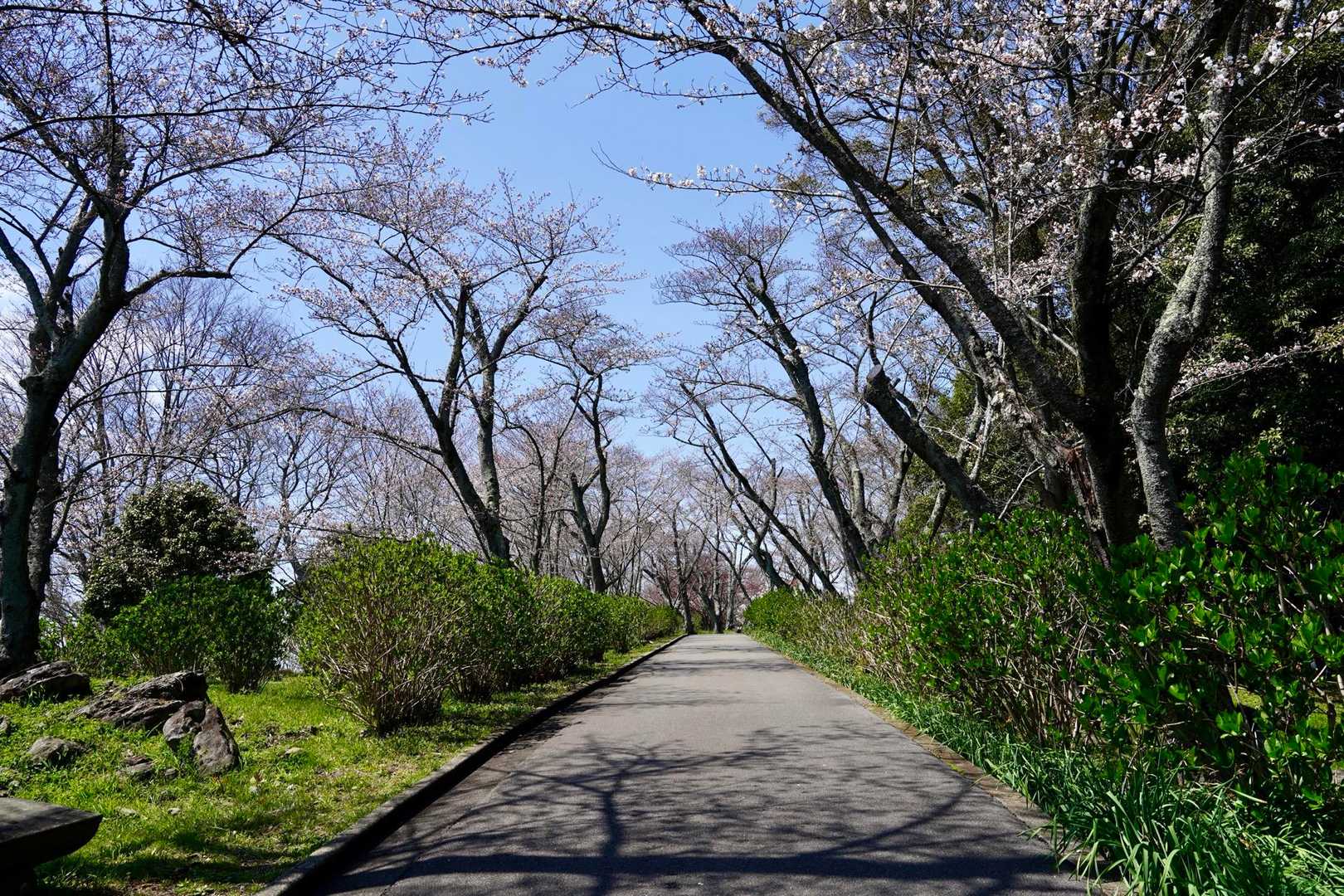 アジサイ通りだか。