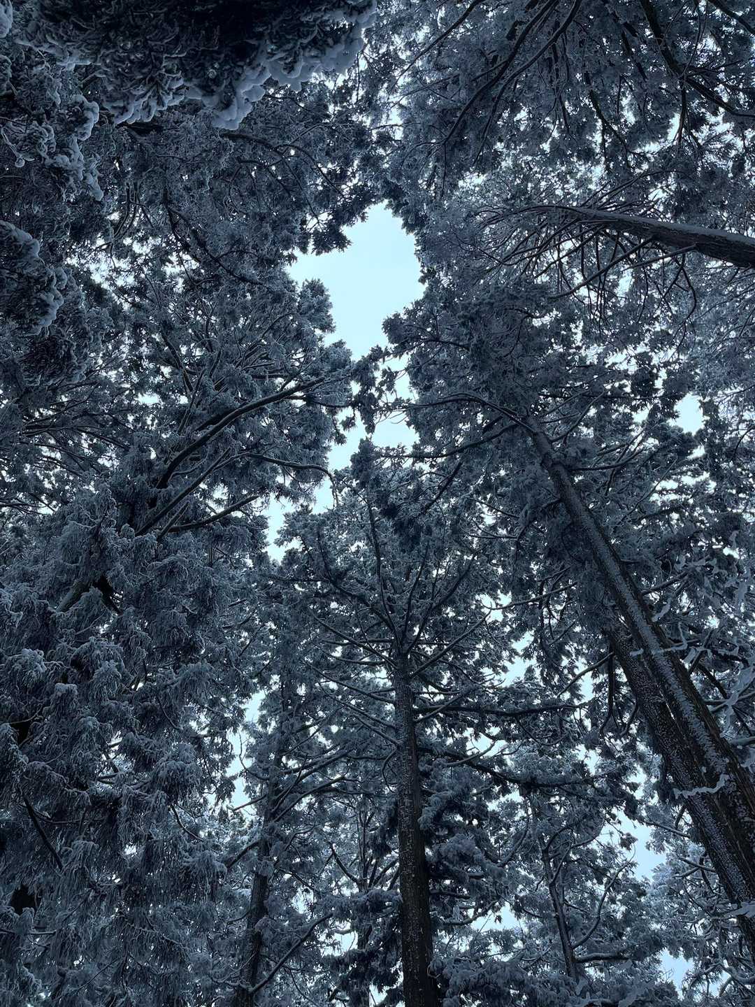 雪のついた杉の巨木よろし