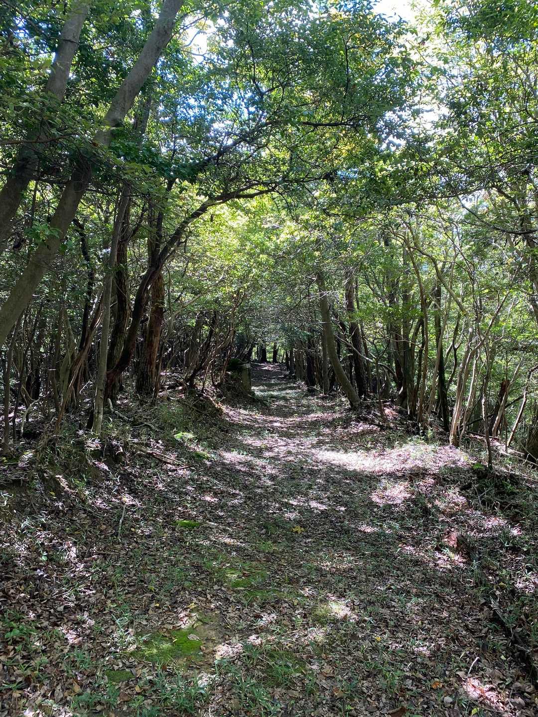 登山道って言うより「参道」で合ってると思う
歩きやすく下山出来る