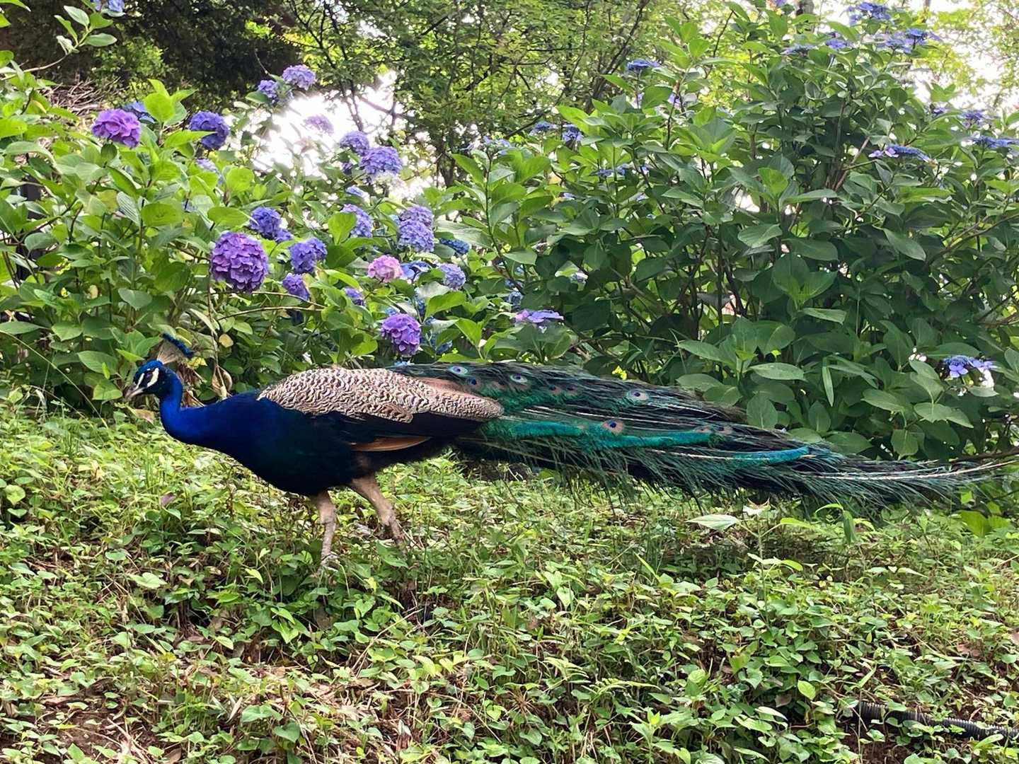 🦚
