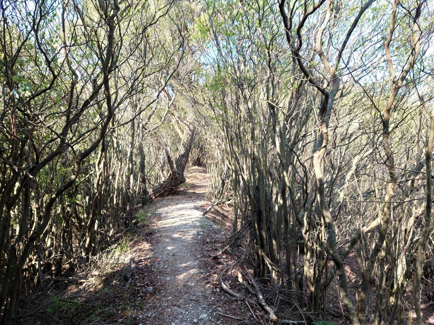 鋸山-七々木山 往復コースの写真