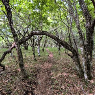 折角なので南峰にも行ってみる