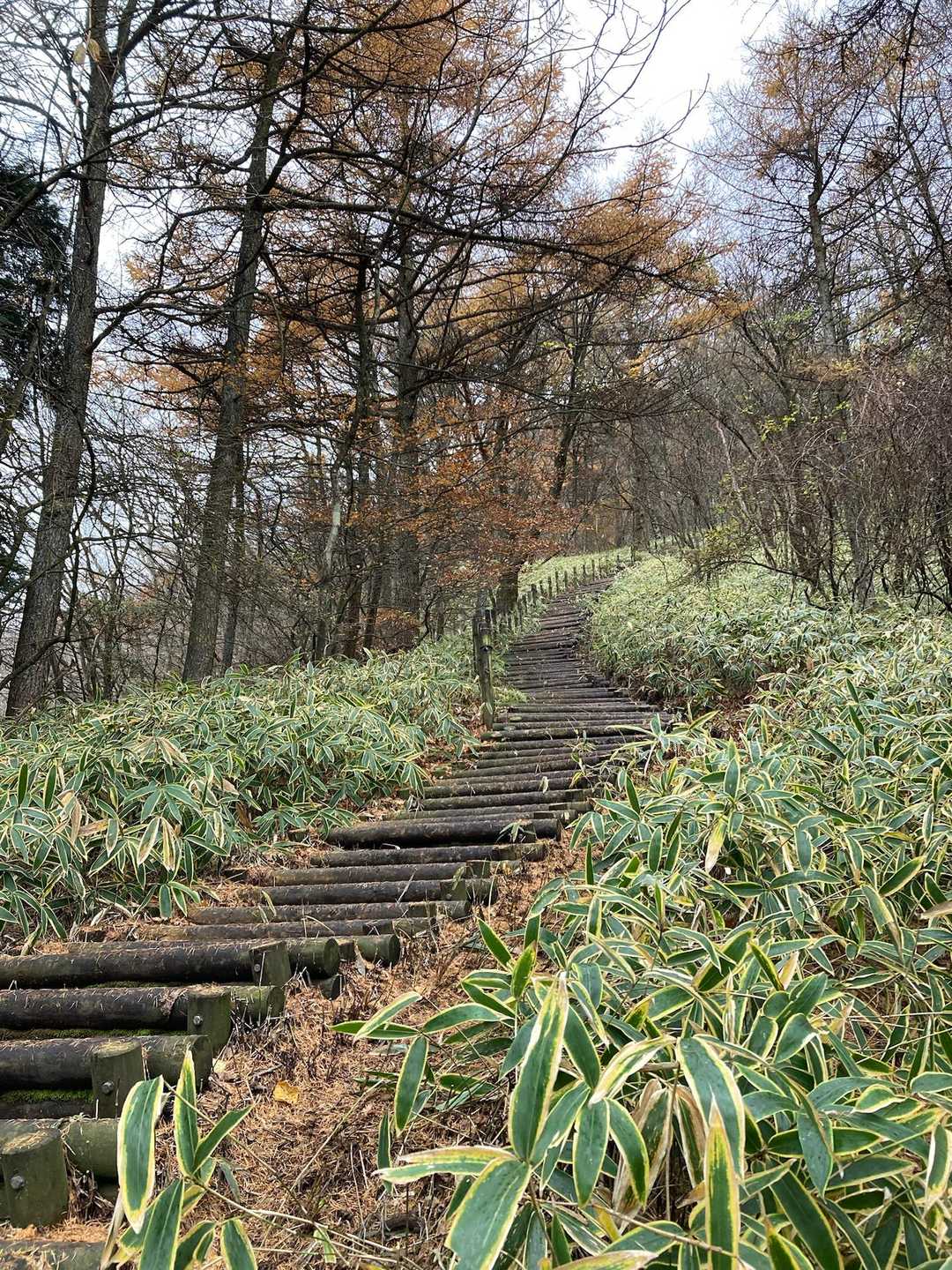 途中、階段が続きますが
歩きづらいので階段脇を！