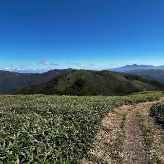 分岐に戻って
正面が多分一つ山
行くか迷いましたが、遠くに見える駐車場までを思うと行く気になれずパス
でも行けば良かった😅