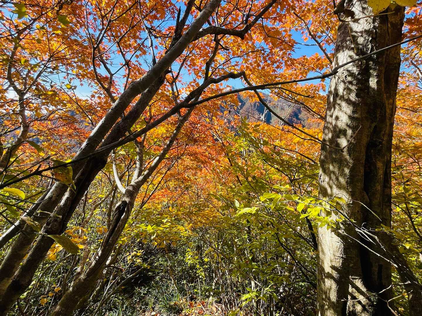 川床登山口-甲ヶ山-矢筈ヶ山-大休峠 周回コースの写真