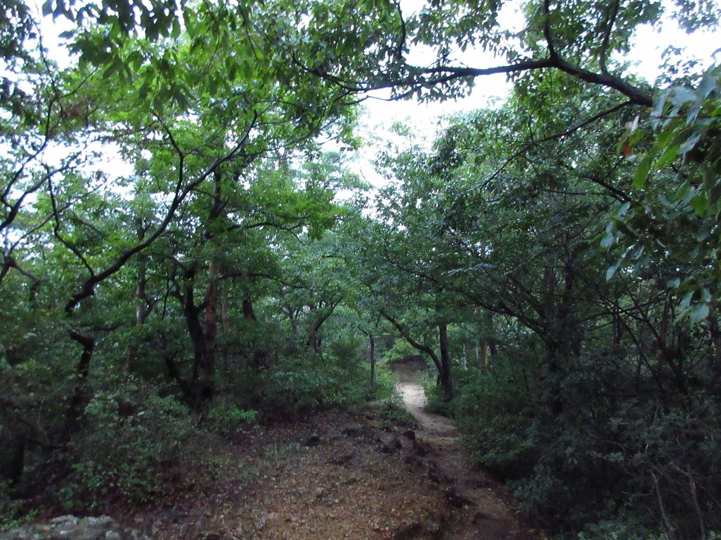 登山道[鏡岩展望台～明石山山頂]