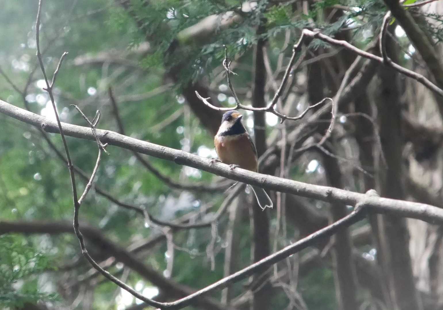 珍しく、じっとしてくれた。