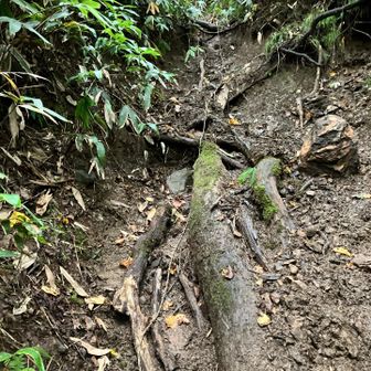 ここの急坂（降り）で尻餅二回
