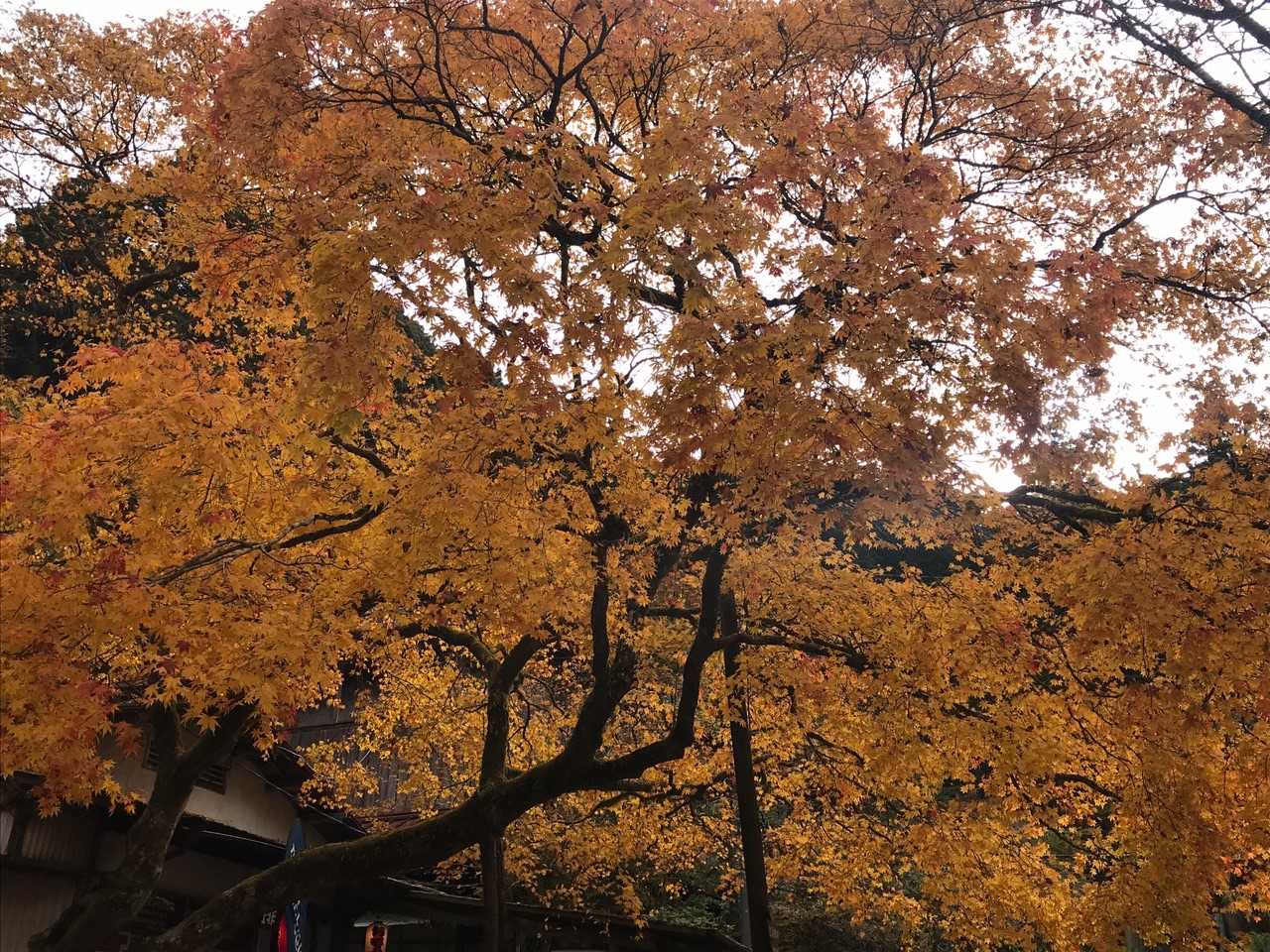 山頂広場の🍁にうっとり☺️