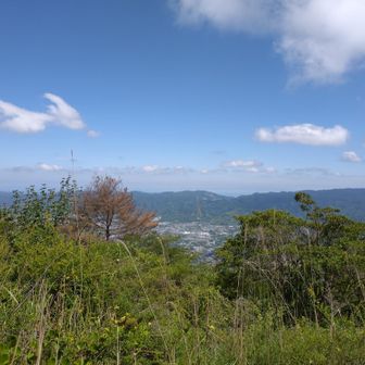 しん