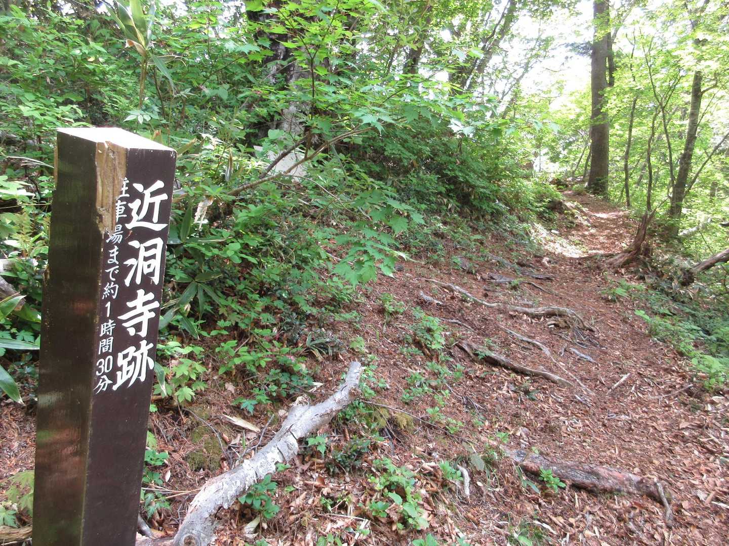 
金洞寺山

金洞寺跡だそうです。
今は影も形もないです。