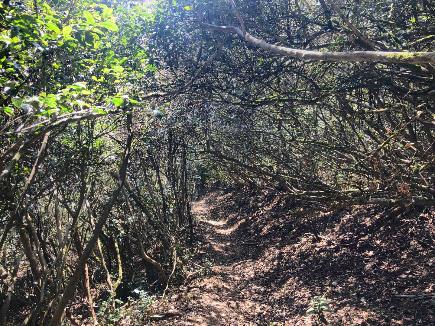 “茶の木トンネル”。静岡らしい