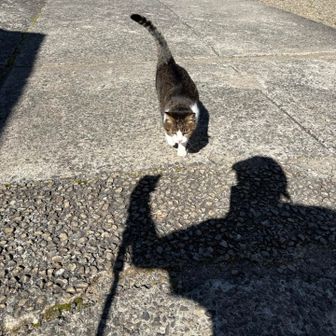 看板ネコたまちゃん😻
自分からヨタヨタ歩いてきてくれました🥹
もういいお歳なのかなー…