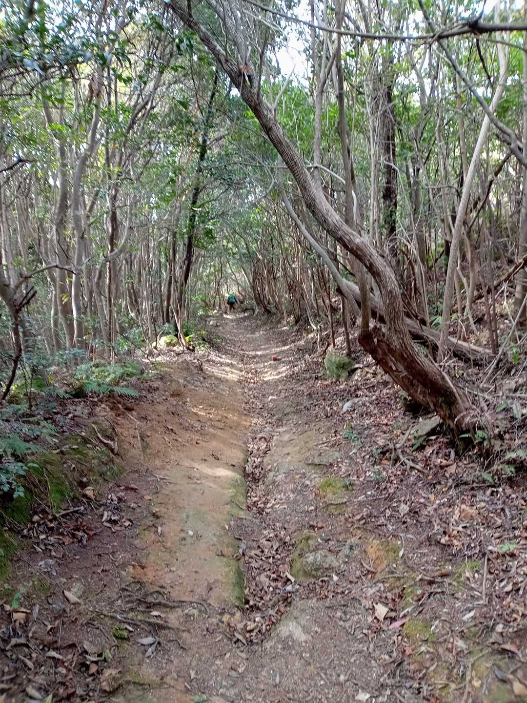 佐野山-楞厳寺山 往復コースの写真