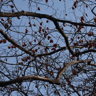 銀峰方向途中の、柿