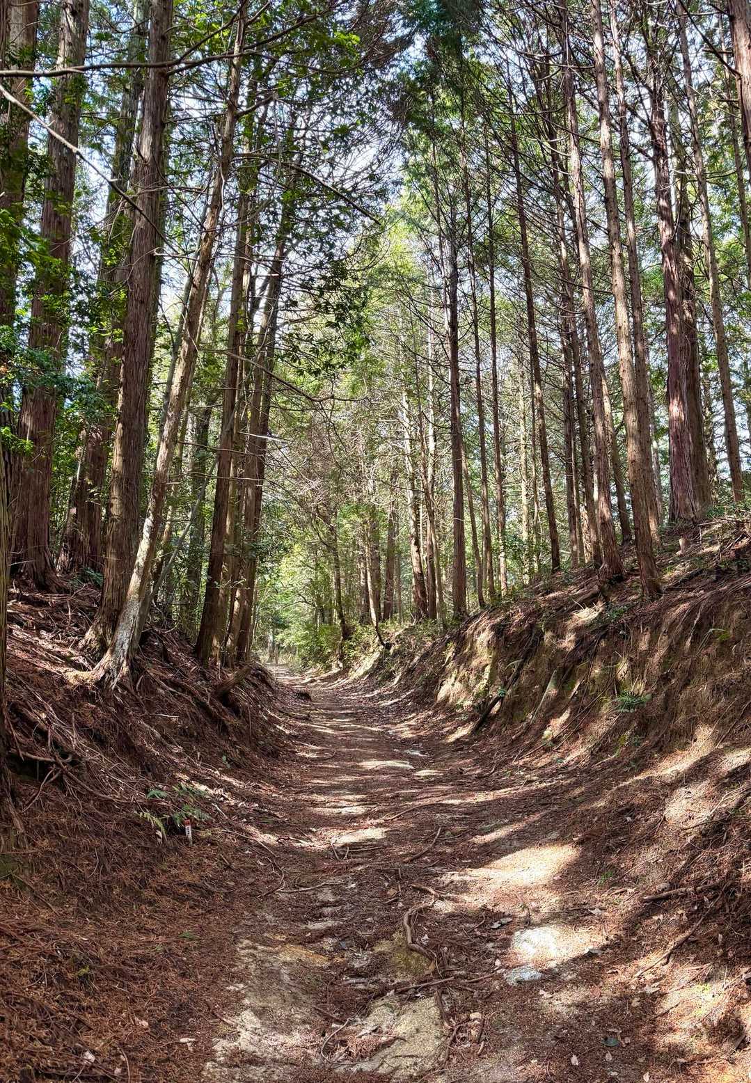 登山口からしばらくは幅の広い歩きやすい道ですが最後にちょっとだけ急坂あり