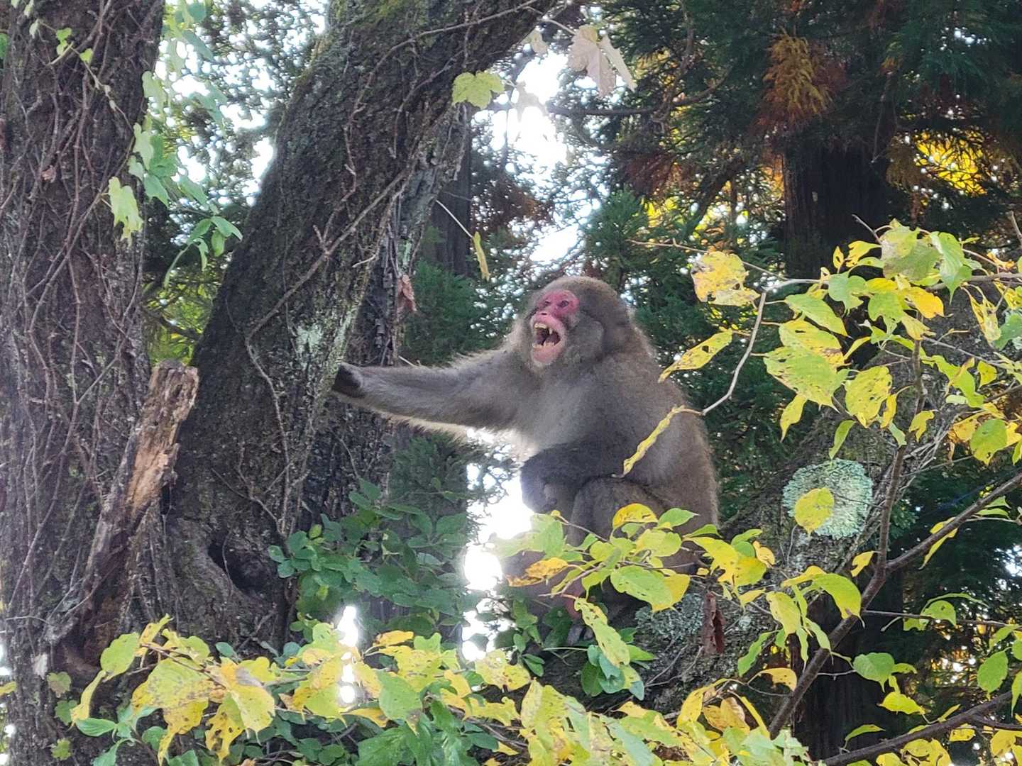 駐車場から登山口まで歩いていると、
元気なお猿さん🐒