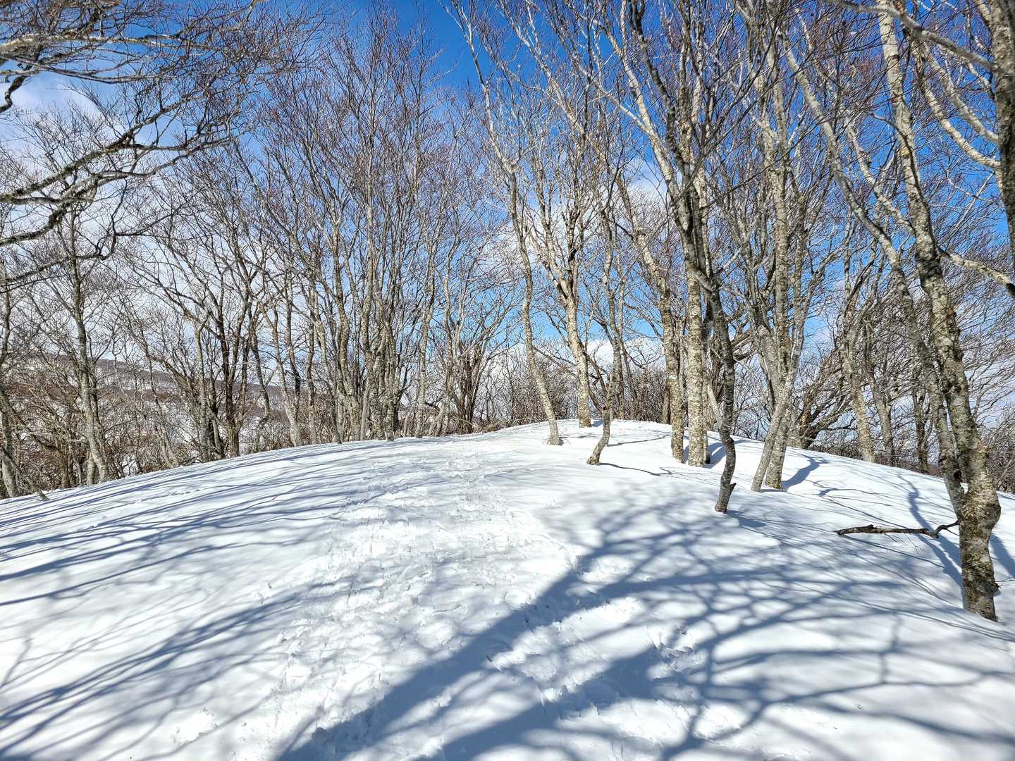 花染山山頂付近全景。