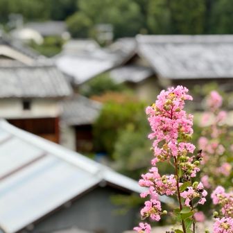 🏘️集落の路地にサルスベリの花🌸