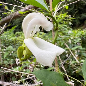 ナタ豆の花