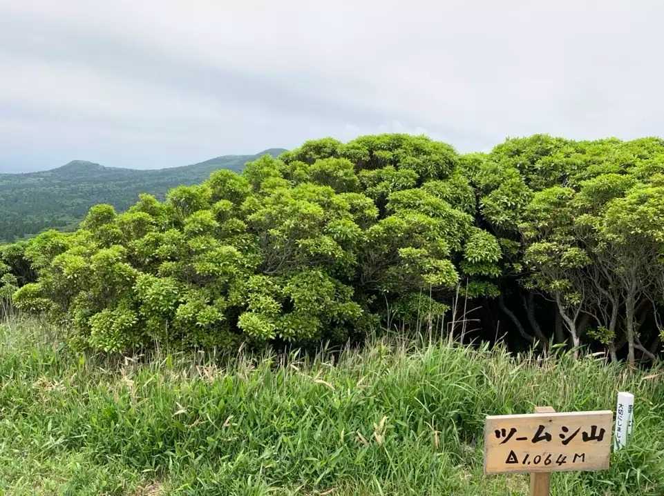 ツームシ山の写真