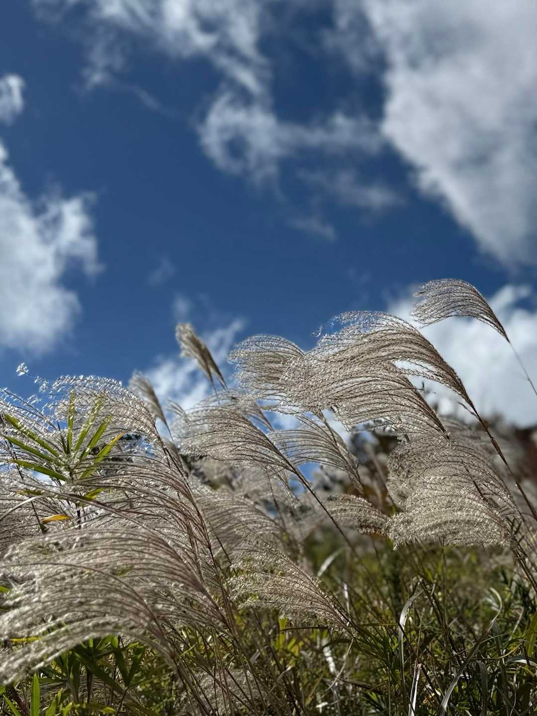 穏やかに見えて爆風🌾