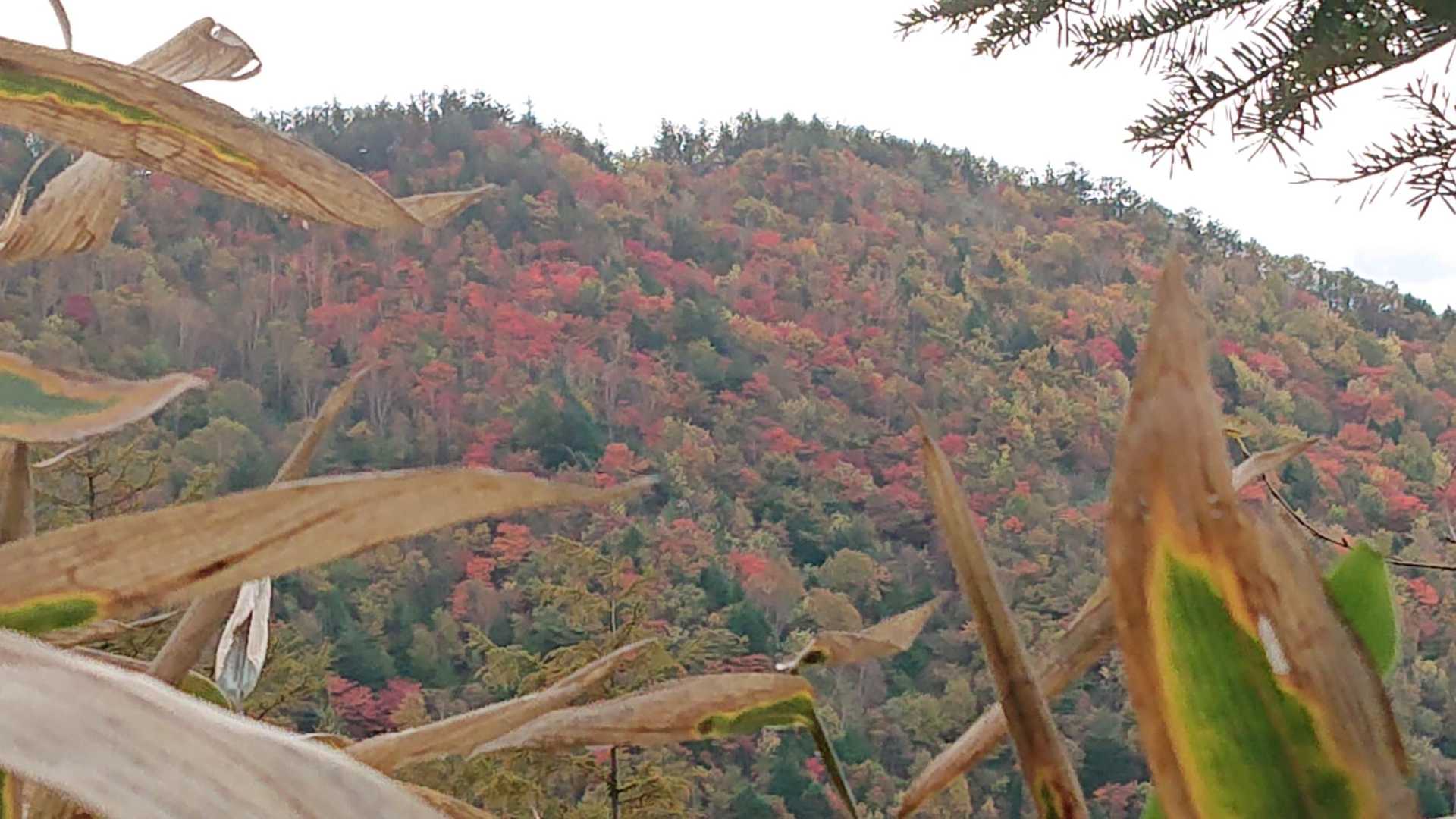 白草山登山口-白草山 周回コースの写真