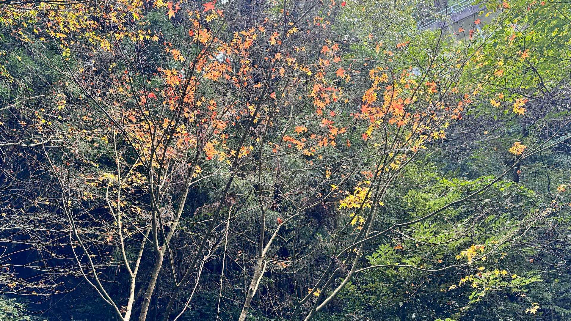 雷山周回 | 豊かな自然と神秘的な伝説、下山後は美しい寺院も楽しめるの写真