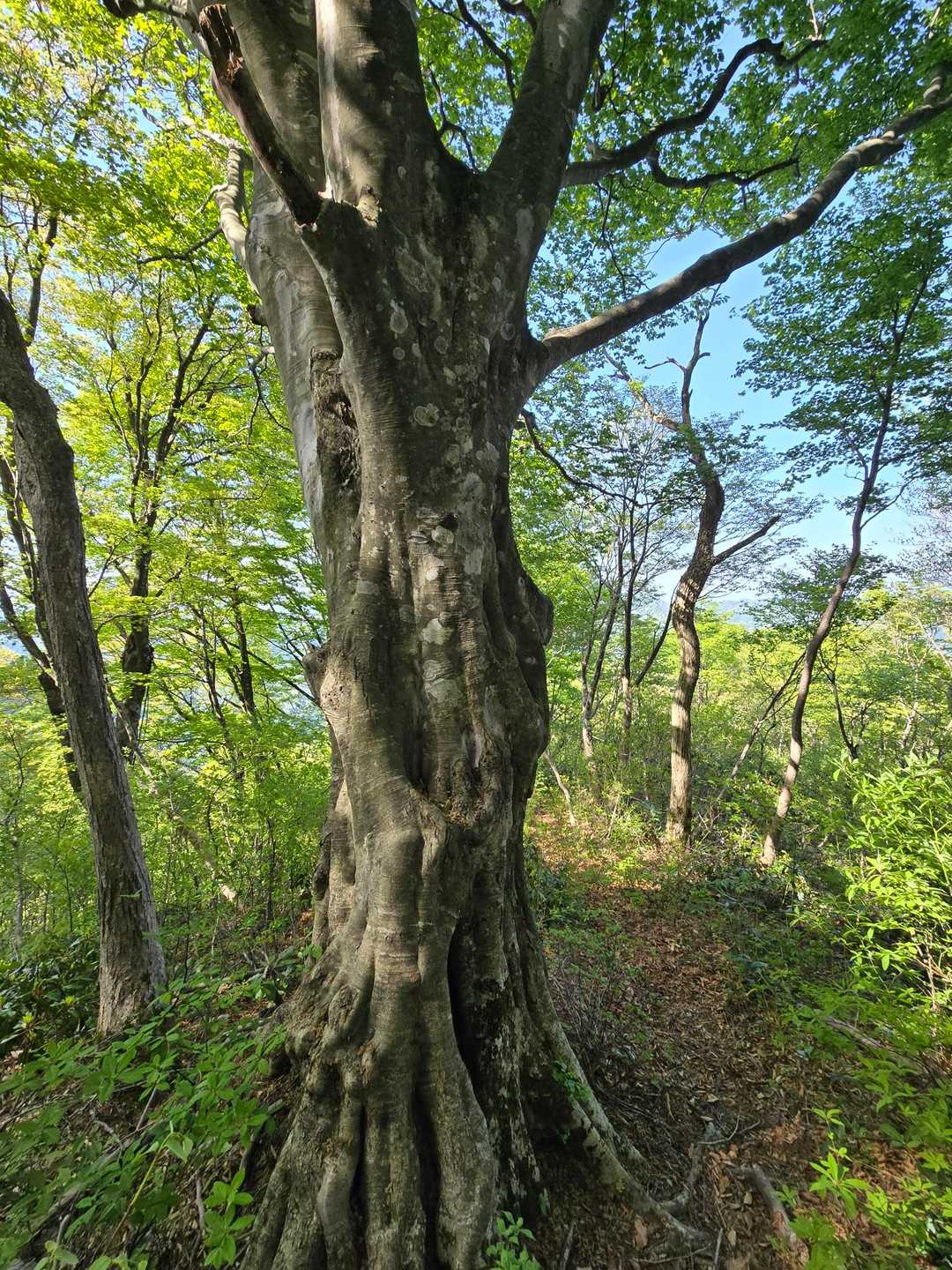 菅倉山 往復コースの写真