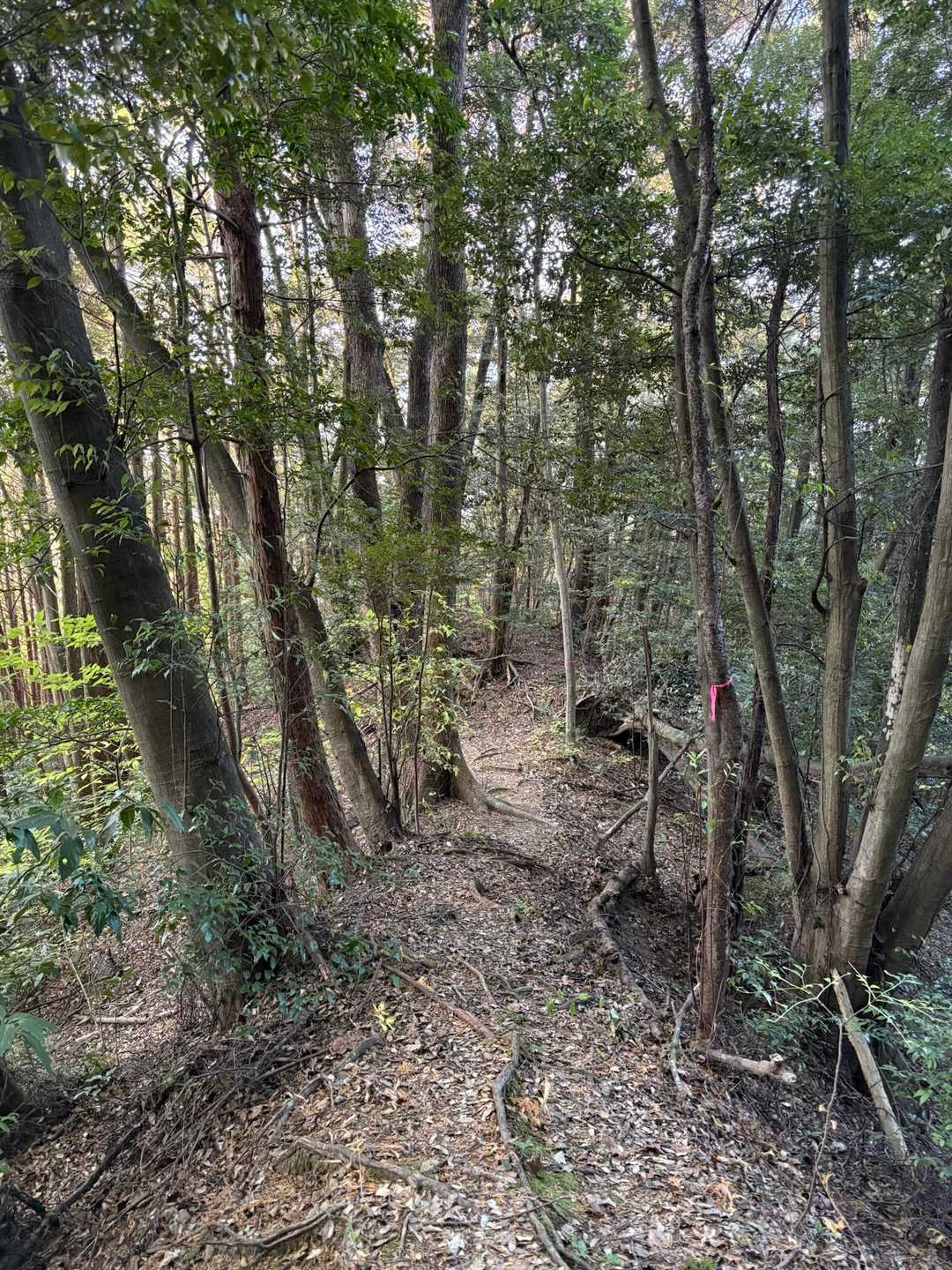 行きと帰り、なるべく違う道を歩きたいと思う