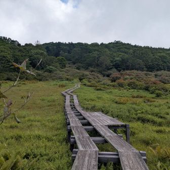 秋の気配を感じながら井戸湿原の木道を歩きました😊湿原の中の木道は距離が短く物足りなく感じます🌿