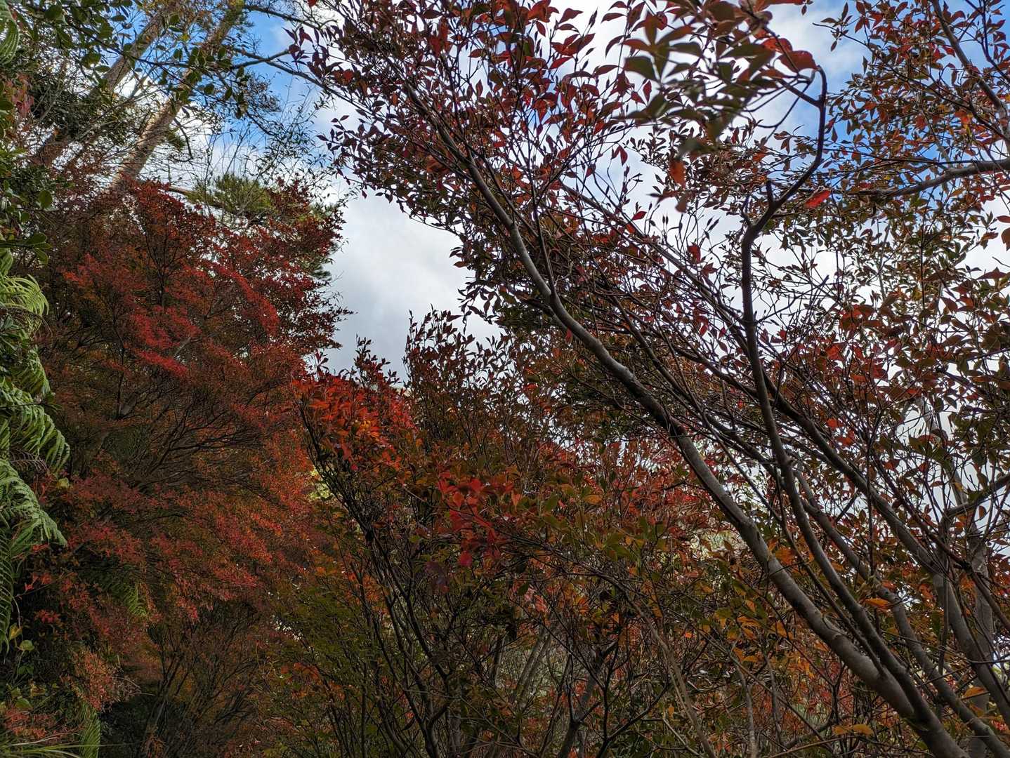 西光寺山登山口-西光寺山 往復コースの写真