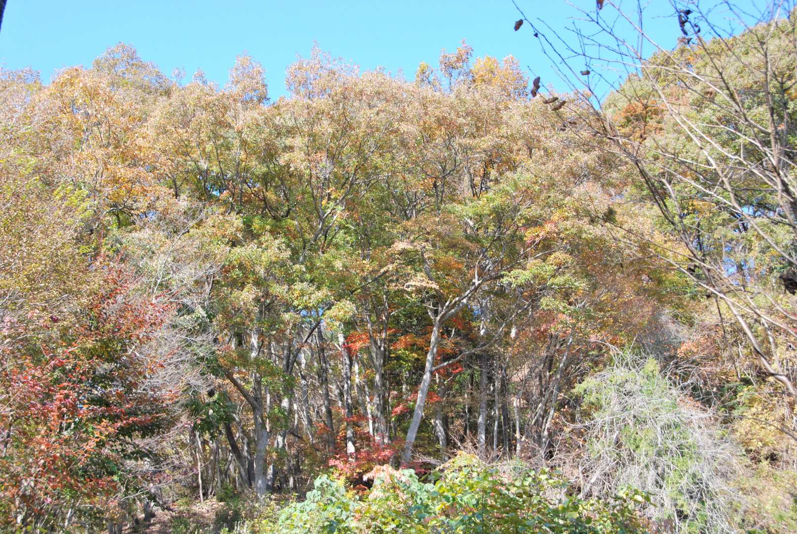 矢祭山 周回コースの写真