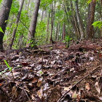 わずかな急登。
朝地町の白岩山登山口から、作業道を歩いて向かいます。