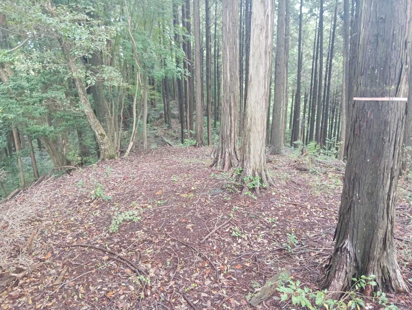 山頂から下山🚶