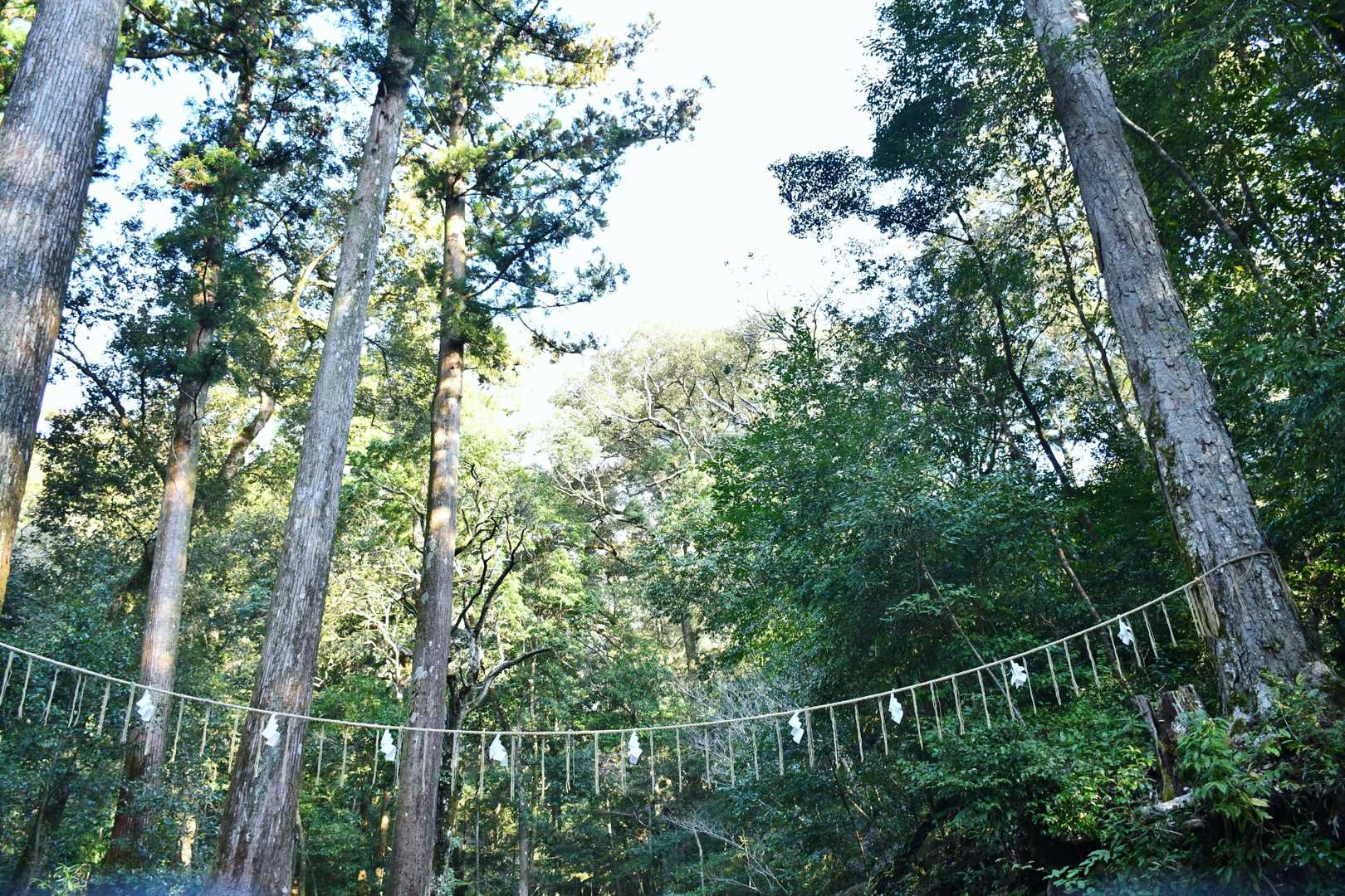今まで気づかなかったが神聖な山に入ります。