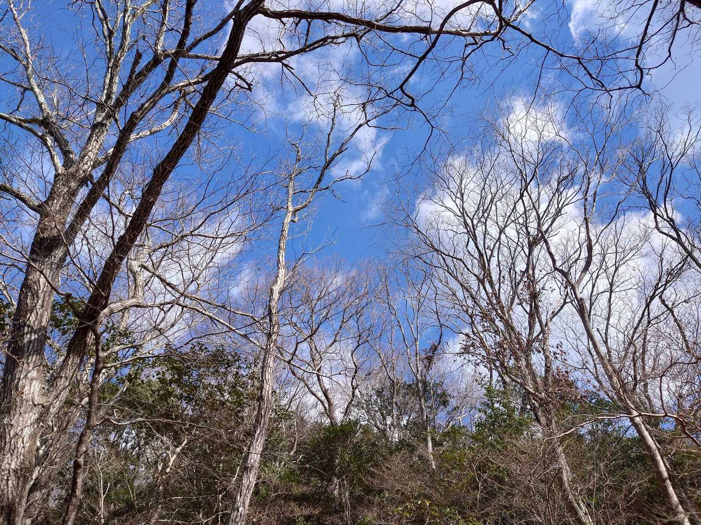 和気富士-観音山-竜王山-神ノ上山 縦走コースの写真