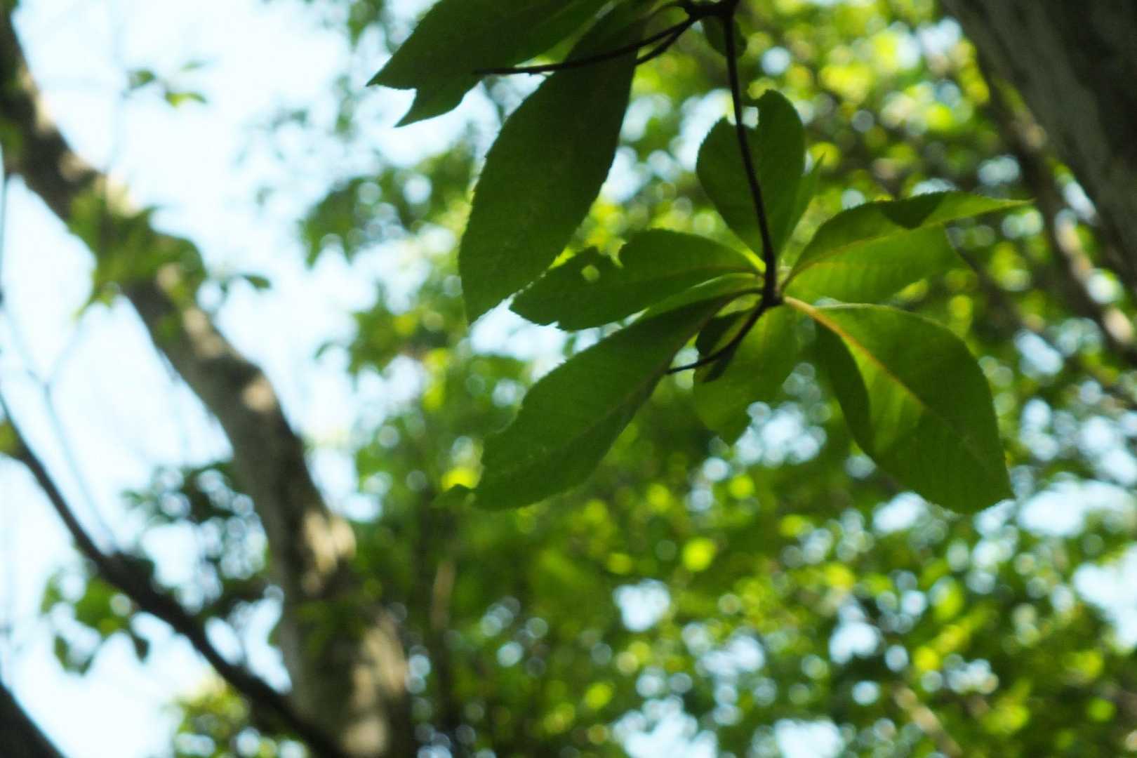 葉っぱが透けてるのが好き❤️
