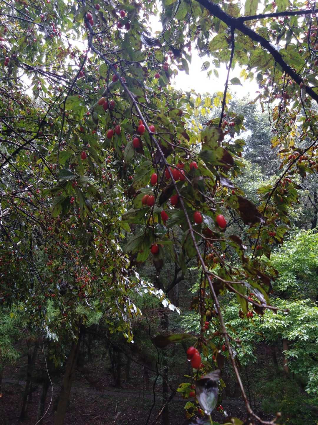 ミズキ🍒